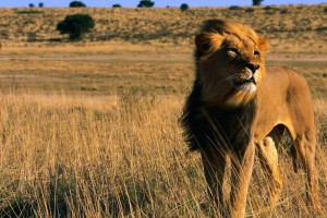 做一只真正的狮子到底有多难？